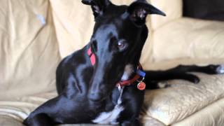 Sympathetic greyhound howlingrooing [upl. by Aina]