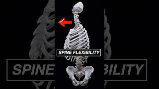 Your spine amp neck ROTATION gives you a HUGE field of vision anatomy 3d animation medical [upl. by Brey]