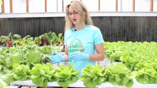 Harvesting Hydroponic Bibb Lettuce  CropKing Inc [upl. by Bradley]