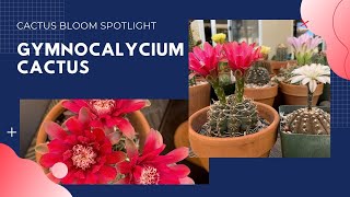 Spotlight on Gymnocalycium  Cactus Bloom [upl. by Asilehc]