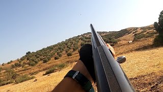 chasse toutourelle au Maroc 2024صيد القمري والحمامdove hunting 2024 [upl. by Ilsel472]