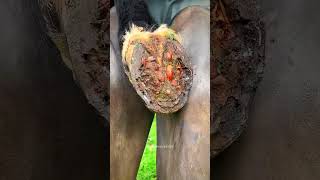 Hoof trimming  asmr satisfying animalcare [upl. by Caia]