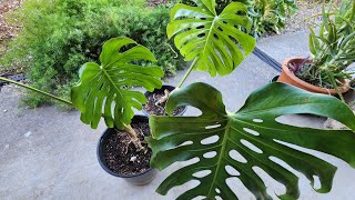 Rootbound Monstera Deliciosa with all updates [upl. by Niatsirhc]