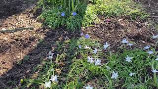 Plant Review Spring star flower aka Ipheion uniflorum [upl. by Sidnala]