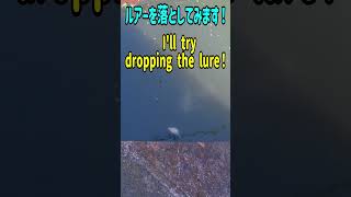 死んでる？ナマズにルアーを落とすと…When you drop a lure on a dead catfish [upl. by Zalucki596]