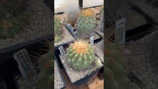 Beautiful rare copiapoa music song video [upl. by Yrac]