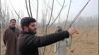 Shaping of Seedling Rooted Plant  Pruning [upl. by Cavit704]