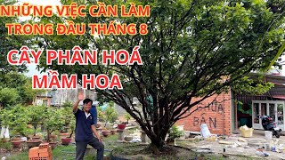 NHỮNG VIỆC CẦN LÀM TRONG ĐẦU THÁNG 8 GIÚP CÂY PHÂN HOÁ MẦM HOA  MAI VÀNG CHÍ CƯỜNG [upl. by Nnaaras]