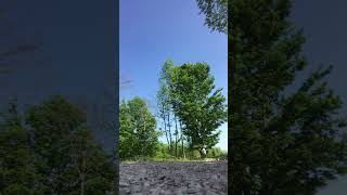 Ash Tree cut down with Jonsered 2255 [upl. by Bogie]