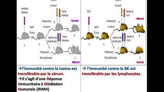 Bac sciences SVT le déroulement de la réponse immunitaire باكالوريا علوم [upl. by Eng]