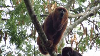 Ronco do Bugio Alouatta guariba clamitans [upl. by Lyontine]