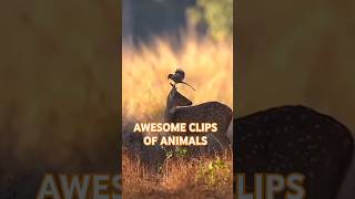 Awesome clips of animals Nature shortsawesomeanimals nature [upl. by Toinette377]