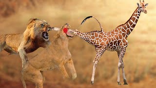 Terrified Angry Giraffe Kills A Lion For Revenge  Giraffe vs Lion Real Fight [upl. by Atinaujnas]