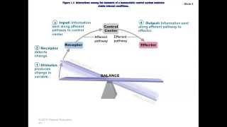 AampP Chapter 1 Homeostasis [upl. by Liva]