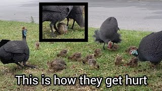 Guinea Fowl How are the broods doing [upl. by Llert]