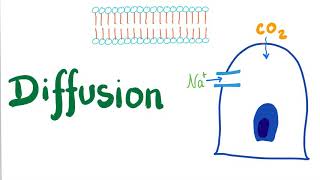 Diffusion Simple and Facilitated [upl. by Anawat]