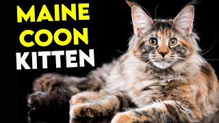 WATCH THIS If You Want a MAINE COON KITTEN Full Guide [upl. by Reinwald559]