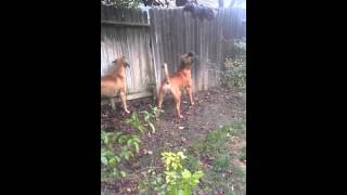 Boerboels gone wild [upl. by Bolan283]