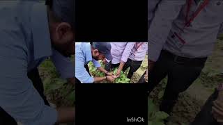 Pollination in Brinjal nature farming pollination farming krishiguru [upl. by Esoj]