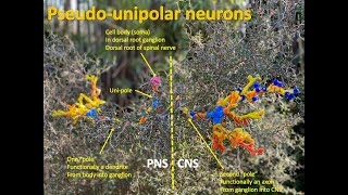 Mechanoreceptors [upl. by Nylsor]