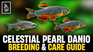 HOW TO BREED GALAXY RASBORA  Celestial Pearl Danio Breeding amp Caring Guide  Serendib Aquatics [upl. by Naivat]