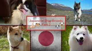 Japanese Dog Breeds Part 2 [upl. by Anile]