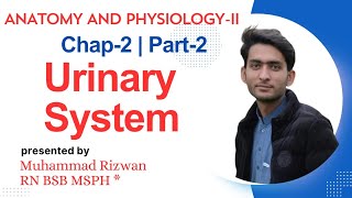 Urinary Systems UrduHindi  Anatomy and Physiology2 Chap2 Part2  KMU Patterns with MCQS [upl. by Hutt]