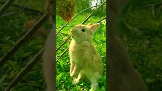 Cute rabbit eats honey  75 [upl. by Aliemaj]