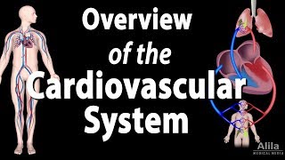 Cardiovascular System Overview Animation [upl. by Yliab453]