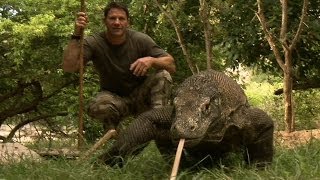 Largest Lizard on Earth  The Komodo Dragon  Deadly 60  Indonesia  Series 3  BBC [upl. by Nickerson]