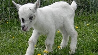 Crazy Cute Baby Goats playing and having fun [upl. by Wera21]