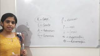 Morphology of Flowering plants  Part 3   Chapter 5 class 11th Biology biology cbse neet [upl. by Htabmas]