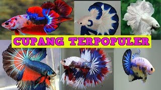 Jenis Ikan Cupang TERPOPULER  Pecinta ikan hias Wajib Tau [upl. by Katie]