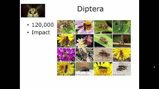 7 4 Diptera Introduction [upl. by Secnarfyram]