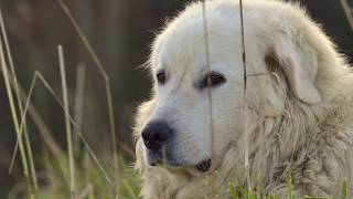 Le Patou mise en place des chiens de protection et efficacité face à un ours images thermiques [upl. by Inavoy]