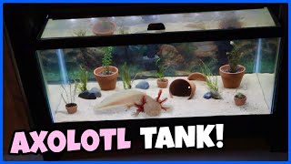 Setting Up A 40 Gallon AXOLOTL TANK [upl. by Nivart971]