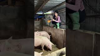 feed pumpkin to pigs farming village [upl. by Randolph]