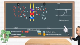 Das Aktionspotential  Erklärung und Anwendungsbeispiele in Klausuren Neurobiologie Oberstufe [upl. by Daenis373]