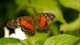 Brown Peacock or Scarlet Peacock Anartia amathea 2 [upl. by Murvyn937]