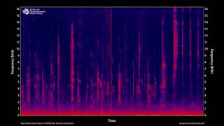 Killer whale vocalizations 100 minutes  MOO Antarctica [upl. by Emyam]