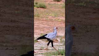 Its posture is aloof as if it’s walking down a runwaySecretarybird Sagittarius serpentarius [upl. by Orferd800]