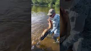 51” Musky on the Fly flyfishing musky muskyfishing muskyflyfishing fishing [upl. by Elliven]