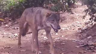 Iberian Wolf  Lobo Iberico Zoo Barcelona Beautiful [upl. by Ahsilahs]