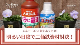 【効果があるのはどっち？】明るい日陰で二価鉄資材対決！メネデールvs鉄力あくあ1【光合成促進】 [upl. by Dymphia310]