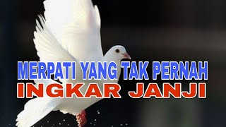 BELAJAR DARI MERPATI YANG TAK PERNAH INGKAR JANJI [upl. by Rutherfurd]