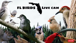 LIVE 🔴 FLORIDA Bird Feeder Cam ☀️ SATURDAY STREAM Nature Sounds cattv livecamera live squirrel [upl. by Tiffy505]