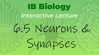 IB Biology 65  Neurons amp Synapses  Interactive Lecture [upl. by Oiromed388]