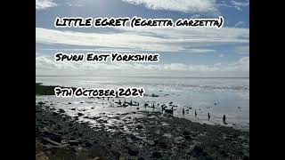 LITTLE EGRET Egretta garzetta Spurn East Yorkshire 7th October 2034 [upl. by Valerlan]