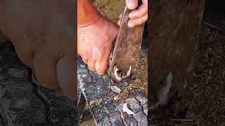 Horse hoof cutting horse hoof satisfying farrier farrierlife oddlysatisfying equestrian foal [upl. by Eissalc]