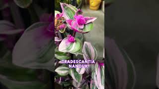 Tradescantia Nanouk in full bloom [upl. by Capone]